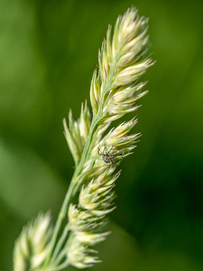 Summer Photograph - Wild Spring Grass by Steve Harrington