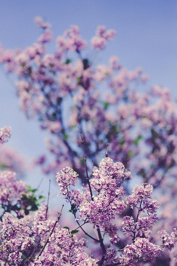 Spring Photograph - Wild Spring Lilacs by Olivia StClaire