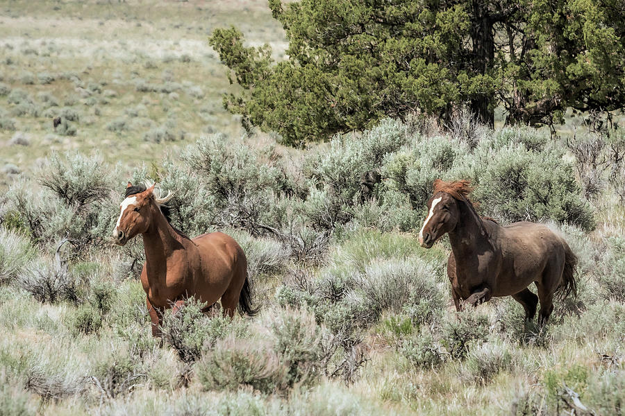 Wild Stallion and Mare Photograph by Belinda Greb