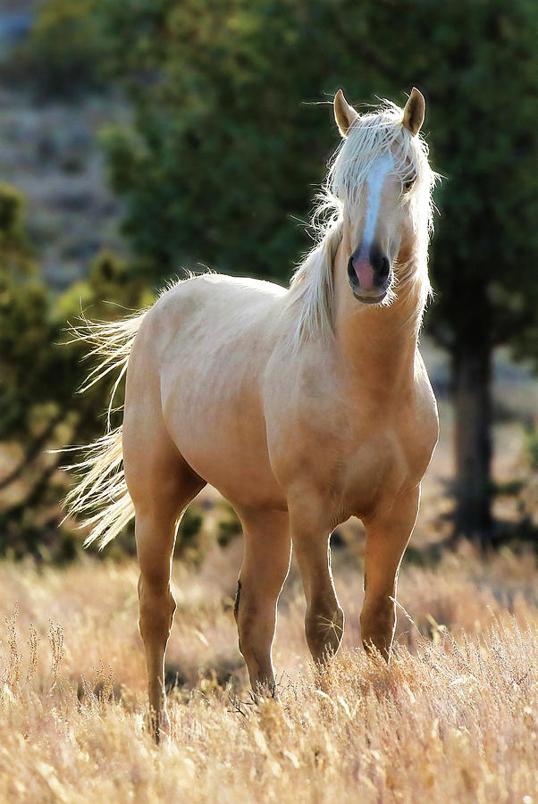 Wild Stallion Photograph by Athena Mckinzie