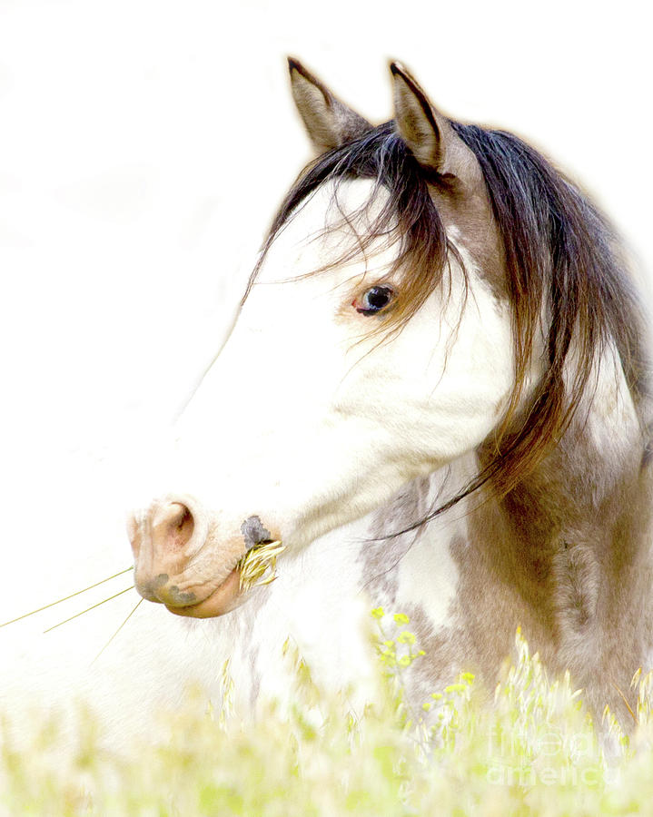 Wild Stallion Horse Grazing Photograph