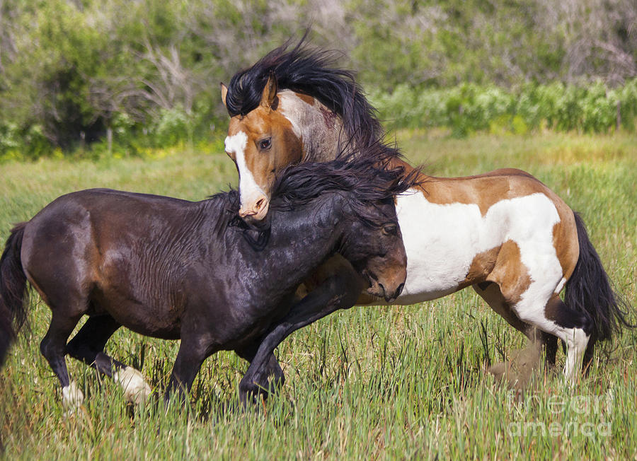 Wild Stallion Horses Fighting Photograph by Jerry Cowart