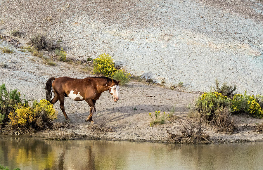 Wild Stallion of Sand Wash Basin, Raindance by Nadja Rider Wild Stallion of Sand Wash Basin, Raindance by Nadja Rider