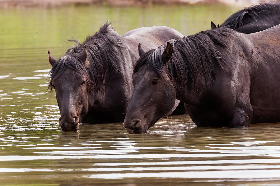 Wild Stallions at the Water Hole Photograph by Mark Miller