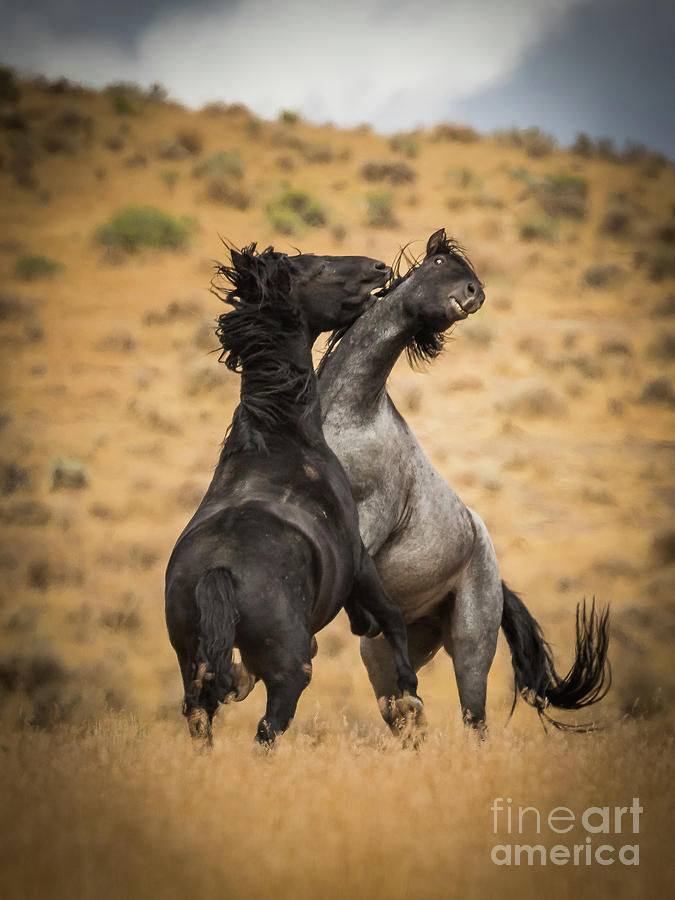 Nature Photograph - Wild Stallions Fighting 1 by Webb Canepa
