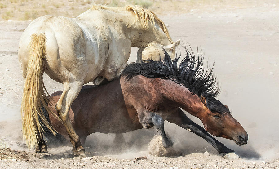 Wild Stallions Fighting Photograph by Jami Bollschweiler