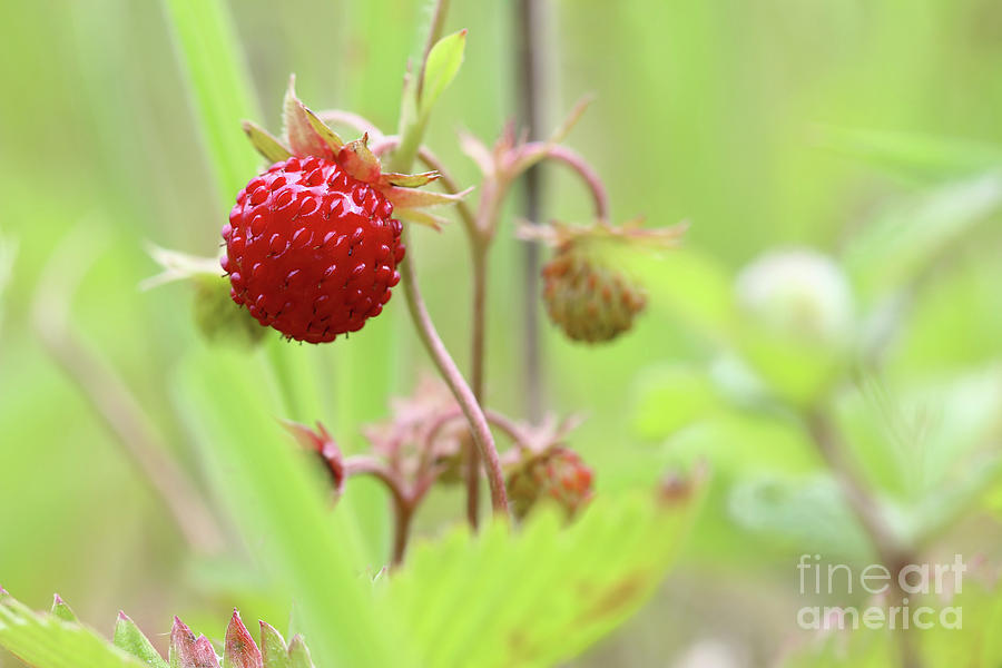 Wild strawberries - forest products Photograph by Michal Boubin