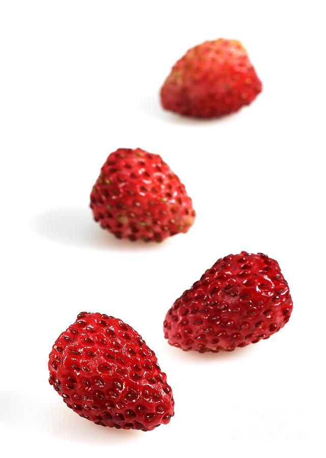 Wild Strawberries Fragaria Vesca Photograph by Gerard Lacz