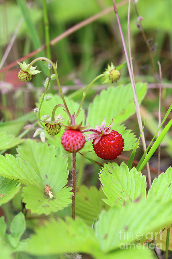 Wild strawberries in the grass Photograph by Michal Boubin