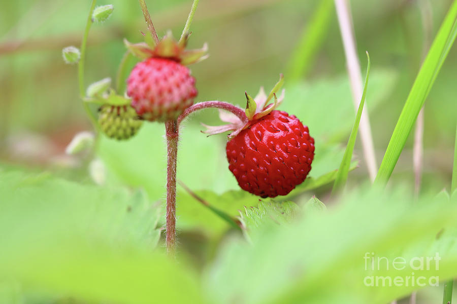 Wild strawberries Photograph by Michal Boubin