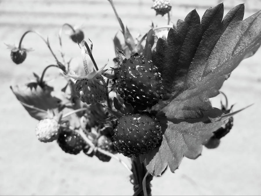 Wild Strawberry, Black And White Photograph