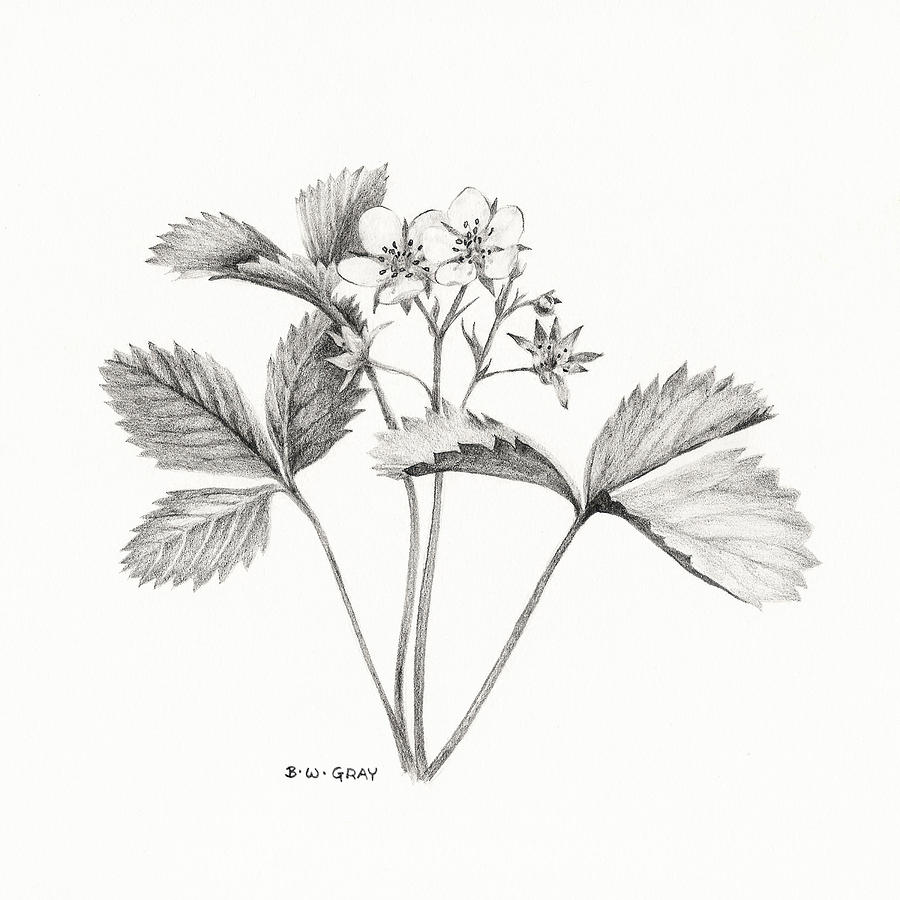 Wild Strawberry Drawing Drawing by Betsy Gray