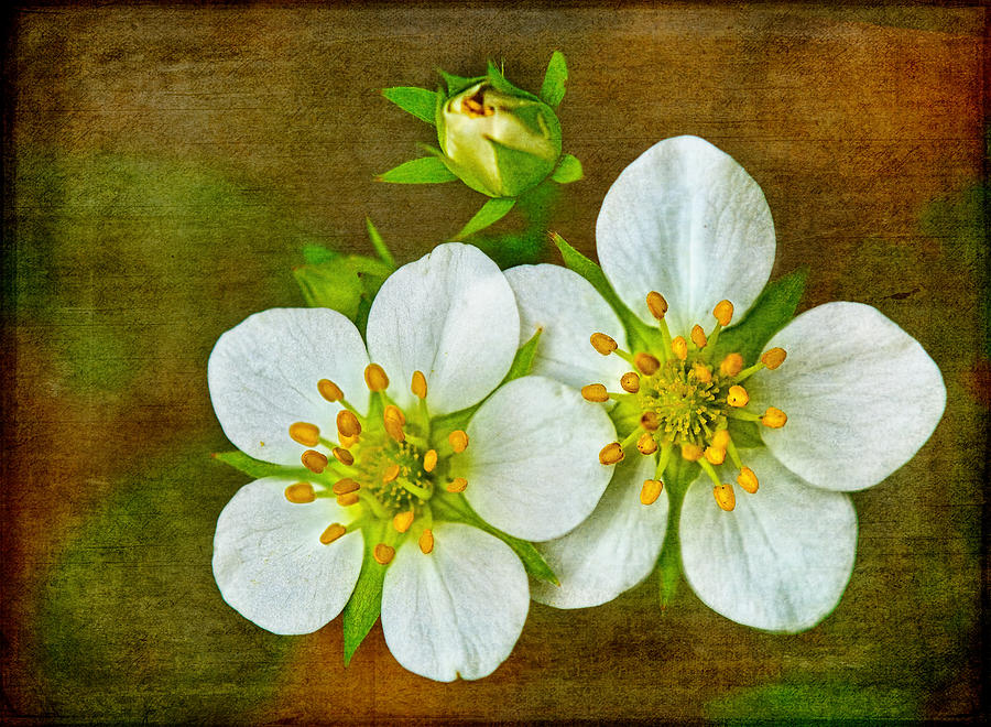 Wild Strawberry Flowers on a Textured Background Photograph by Carolyn Derstine