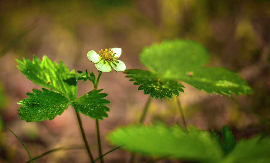 Wild Strawberry #g4 Photograph by Leif Sohlman