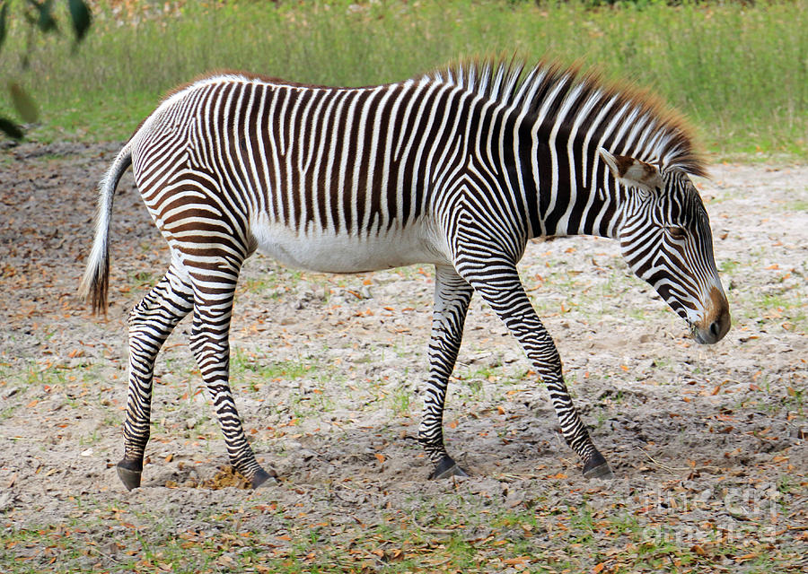Wild Stripes Photograph by Mary Haber