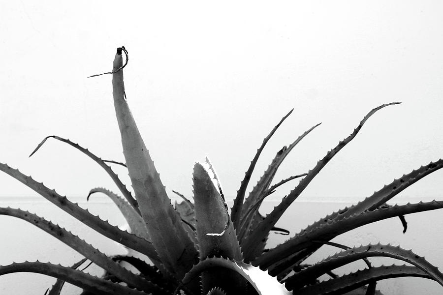 Black And White Mixed Media - Wild Succulent-  by Linda Woods by Linda Woods