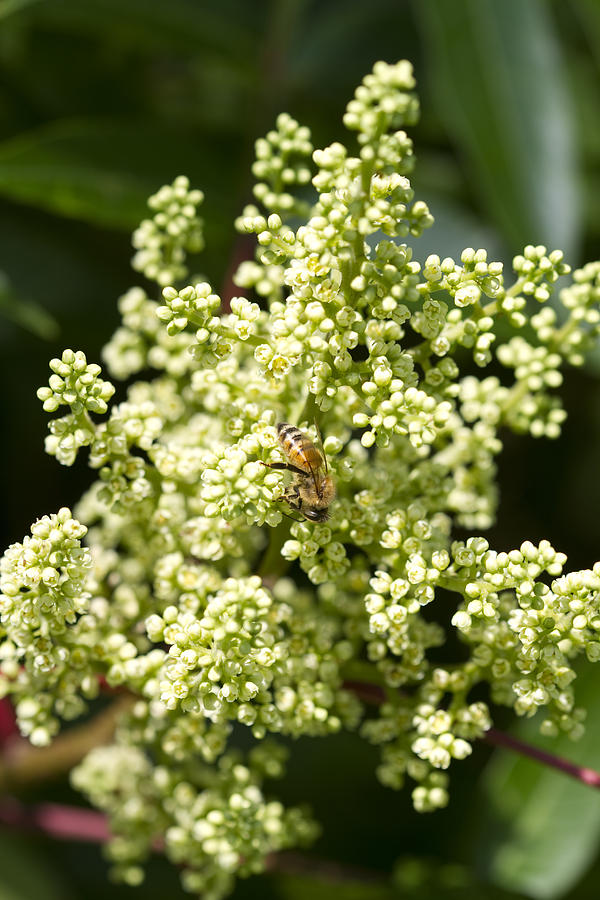 Wild Sumac Blossoms  Photograph by Kathy Clark