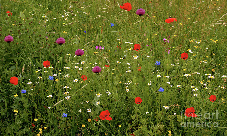 Wild Summer Meadow Photograph by Stephen Melia