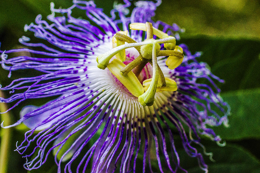 Wild Summer - Passion Flower Photograph by Barry Jones
