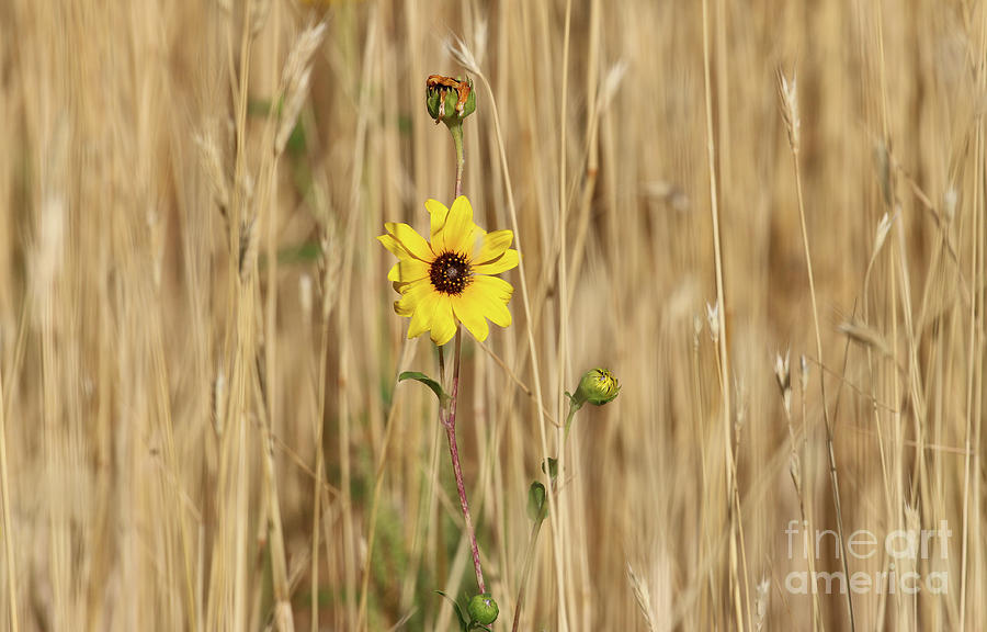 Wild Sunflower 9751 Photograph by Jack Schultz