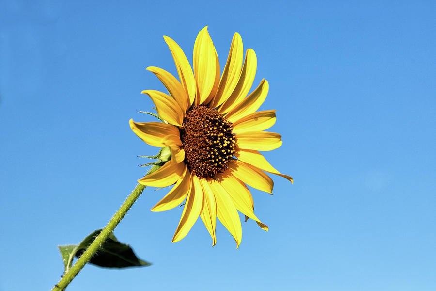 Wild Sunflower Against a Blue Sky Photograph by Tony Hake