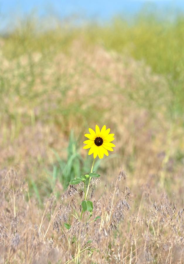Wild Sunflower Photograph by Amy McDaniel