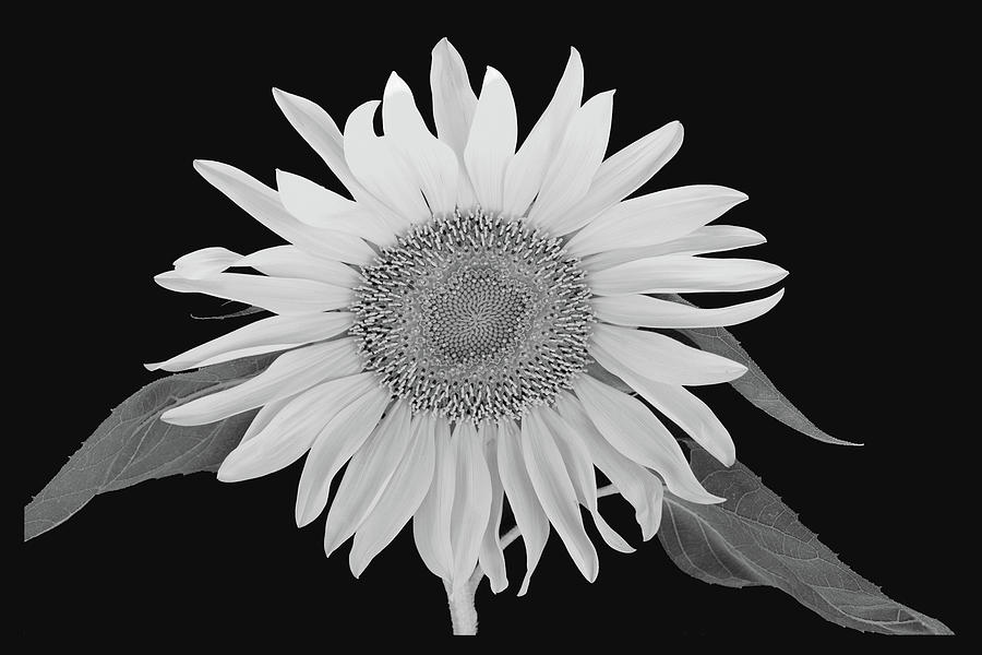 Wild Sunflower-black And White Photograph by Michael Barry - Fine Art ...