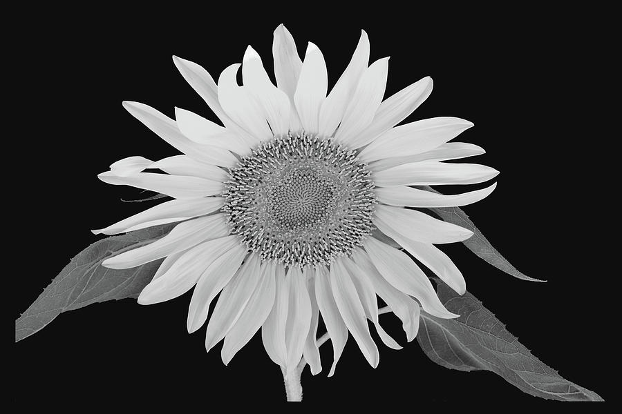 Wild Sunflowerblack And White Photograph by Michael Barry