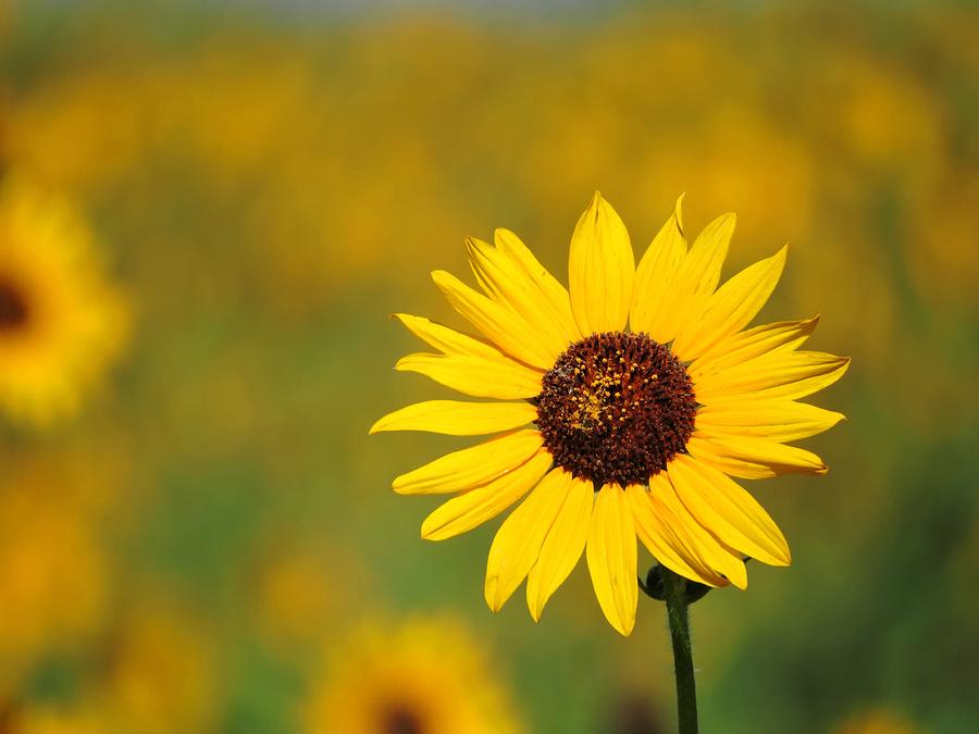 Wild Sunflower Photograph by Connor Beekman