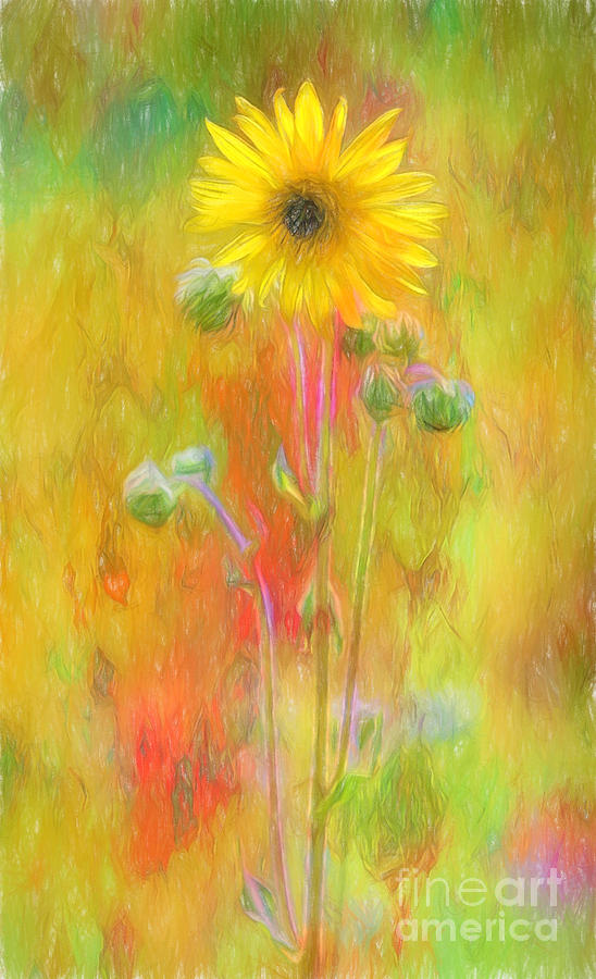 Wild Sunflower Digitally Painted Photograph Photograph by Clare VanderVeen
