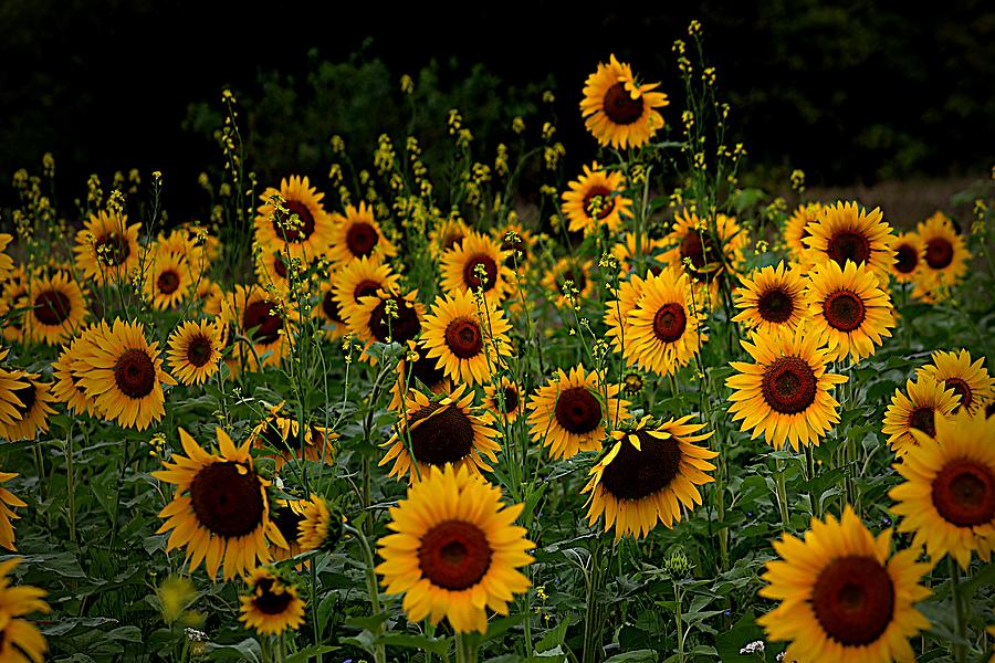 Wild Sunflower Field Photograph by Karen McKenzie McAdoo