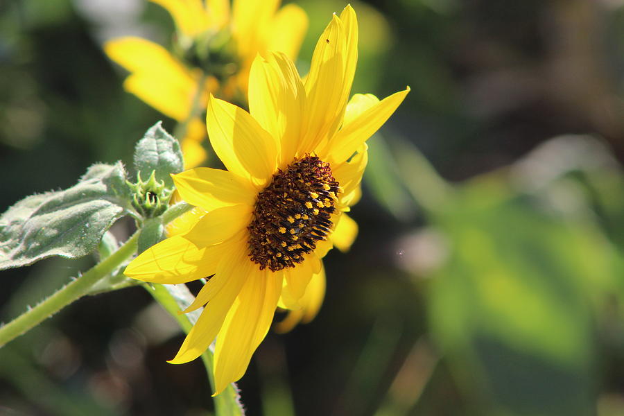Wild Sunflower in Tones of Honey Photograph by Colleen Cornelius