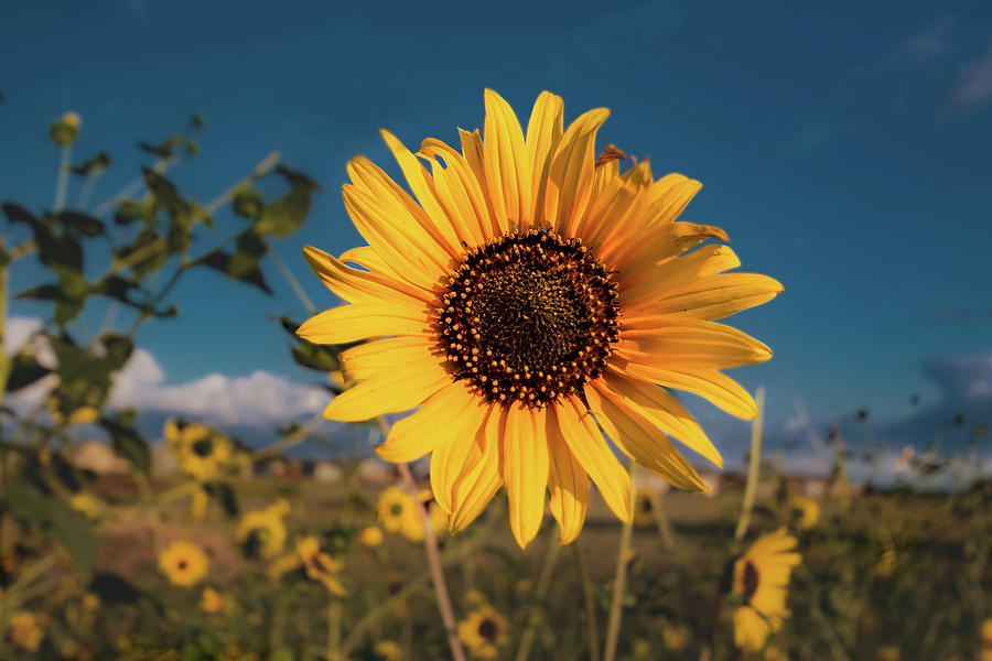 Sunflower Photograph - Wild Sunflower by Jay Stockhaus