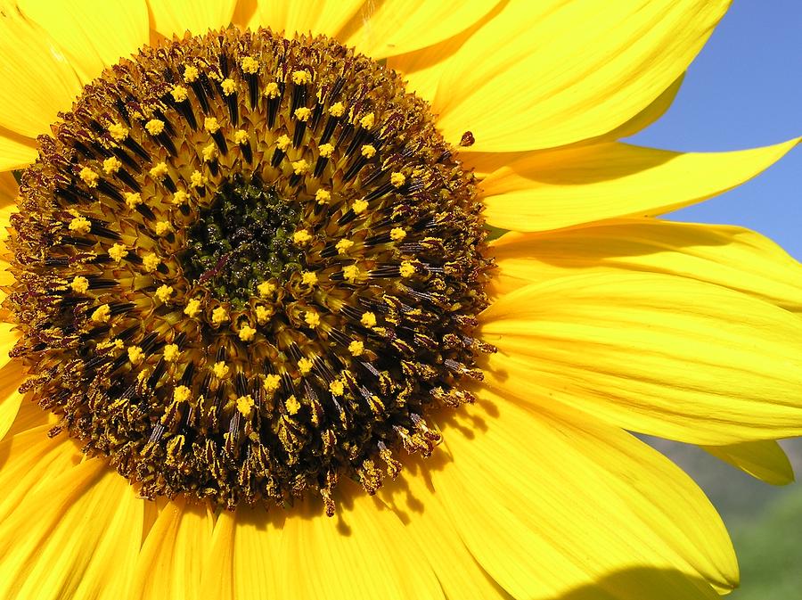 Sunflower Photograph - Wild sunflower by John Myers