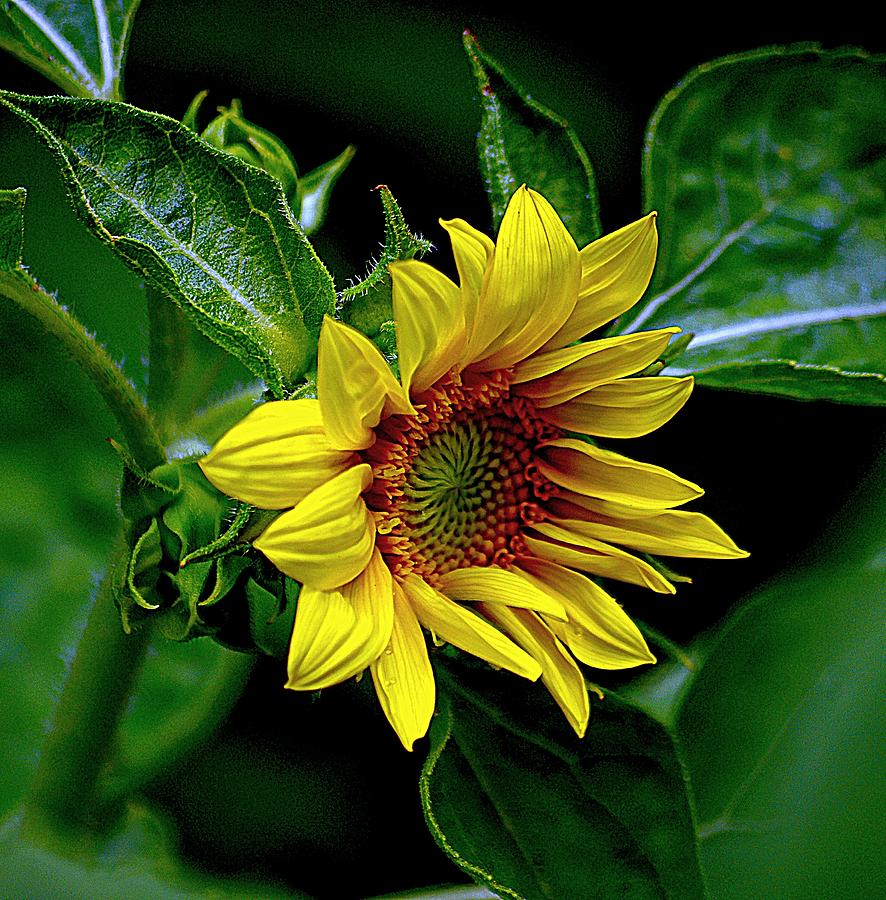 Wild Sunflower Photograph by Karen McKenzie McAdoo