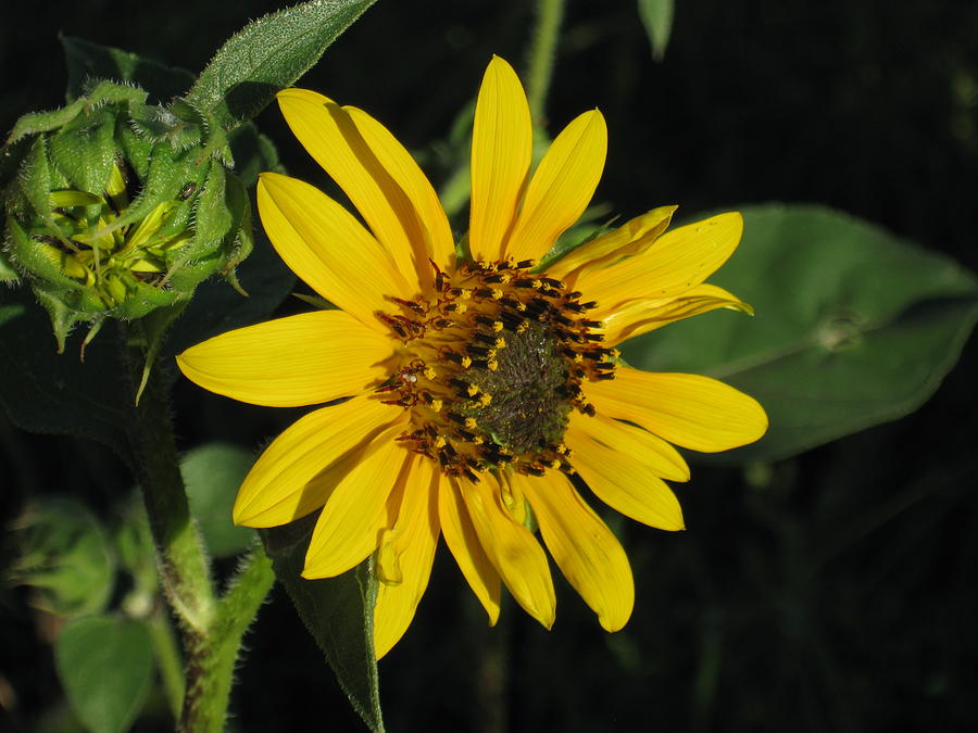 Wild Sunflower Photograph by Ron Monsour
