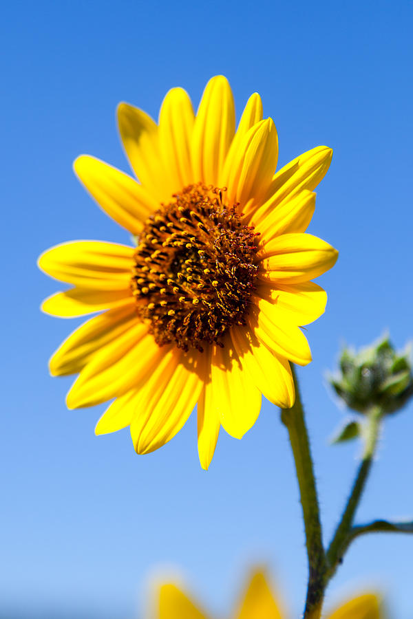 Wild Sunflower Photograph by SR Green