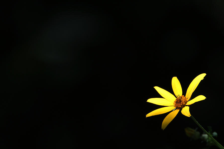 Wild Sunflower Stony Brook New York Photograph by Bob Savage