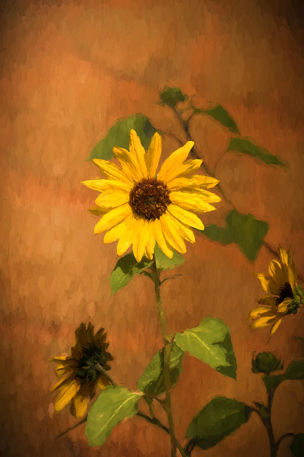 Wild Sunflower Photograph by Susan Rissi Tregoning