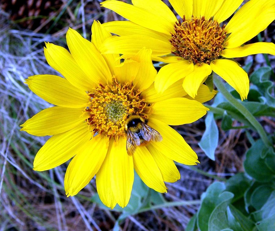 Wild Sunflowers And Bee Photograph by Will Borden