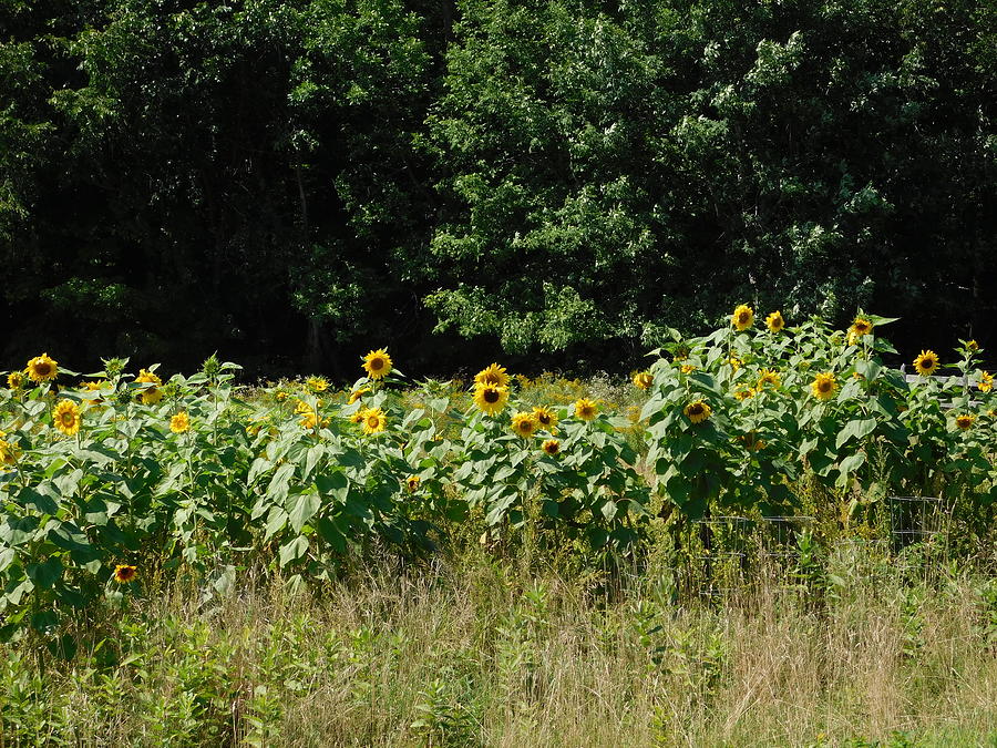 Wild Sunflowers Photograph by Catherine Gagne