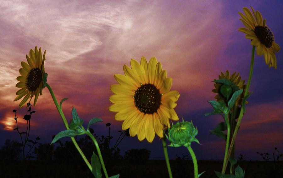 Wild Sunflowers in Kansas Photograph by Greg Rud Fine Art America