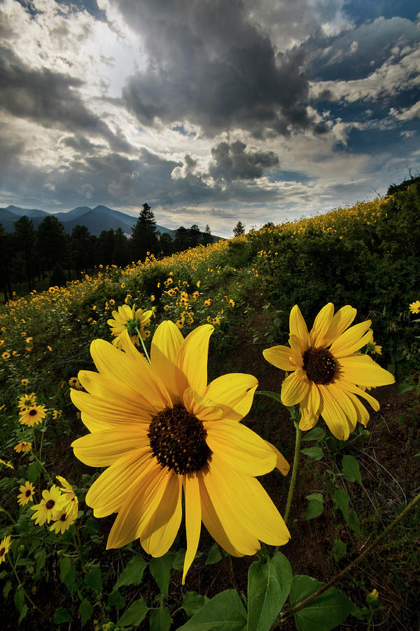 Wild Sunflowers in Northern Arizona, I Photograph by Dave Wilson