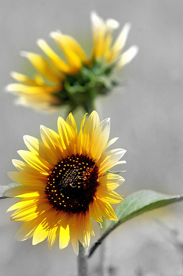 Wild Sunflowers in White Photograph by Kevin Munro