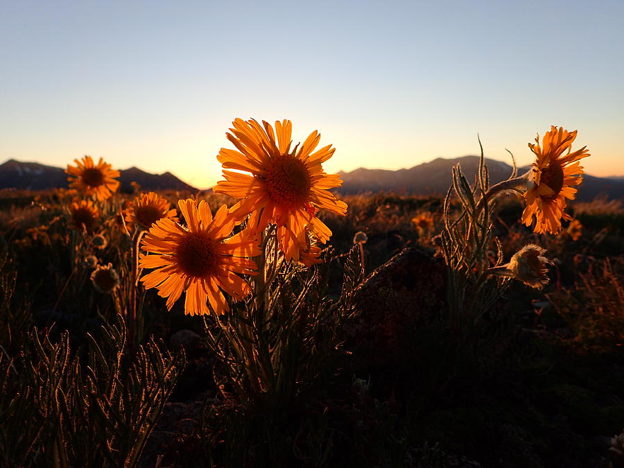 Wild Sunflowers Of Buena Vista Photograph by Lora Louise
