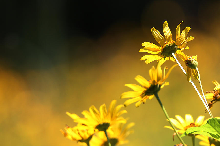Wild Sunflowers Stony Brook New York Photograph by Bob Savage