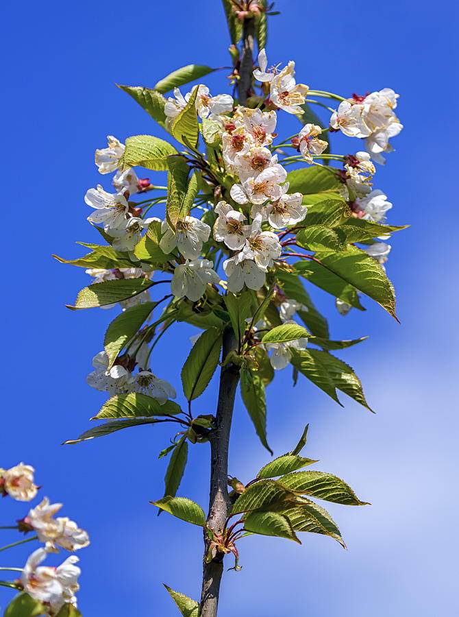 Wild, sweet, bird or gean cherry tree, prunus avium, flowers Photograph by Elenarts - Elena Duvernay photo
