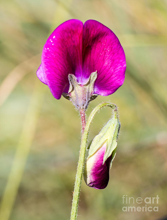 Wild Sweet Pea Photograph - Wild Sweet Pea 3349 by Stephen Parker