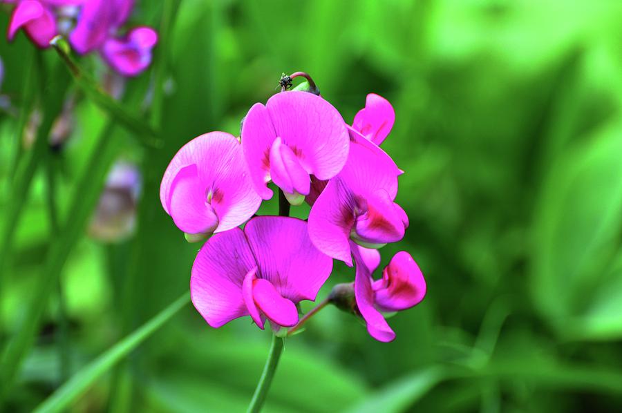 Wild Sweet Pea Photograph by Lyle Crump
