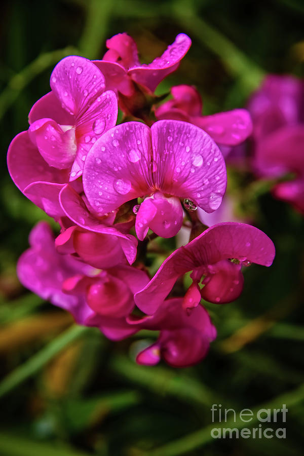 Wild Sweet Pea Photograph by Robert Bales